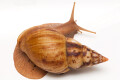 Lissachatina albopicta typ 2a adult, 12cm